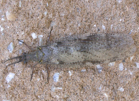 Summer Fishfly Summer Fishfly